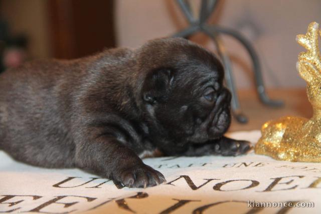  CHIOTS BOULEDOGUE FRANÇAIS A DONNER 