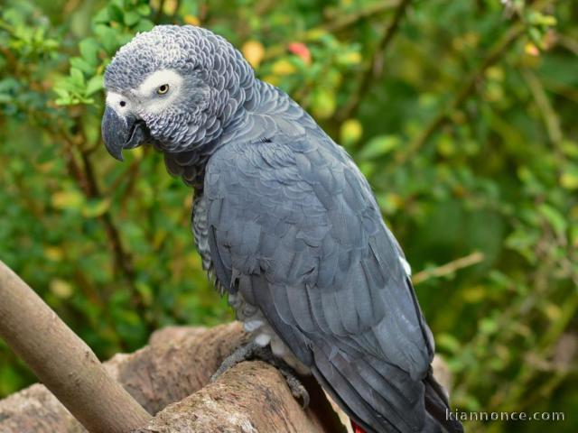 perroquet gris du gabon 