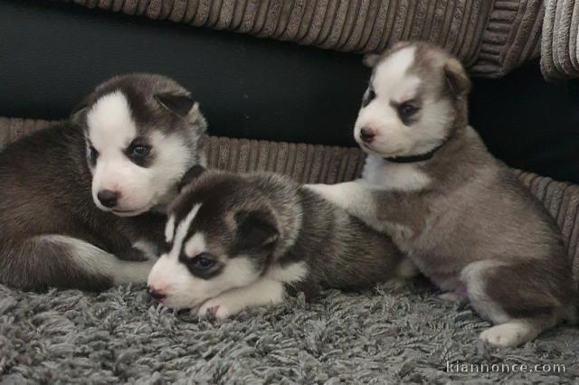 5 chiots Husky Sibérien reste adonner