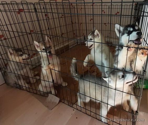 chiots types husky non lof