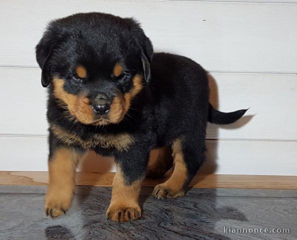 chiot rottweiler inscrit au CKC