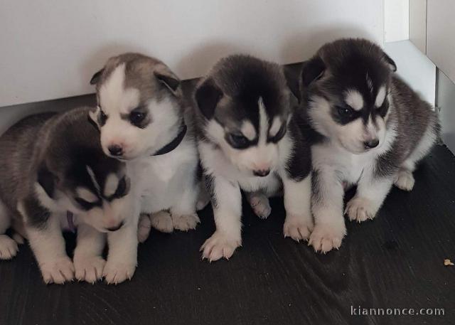 chiots Husky Sibérien reste adonner