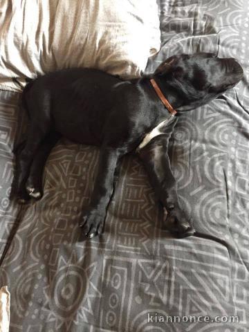 A donner Chiots cane corso