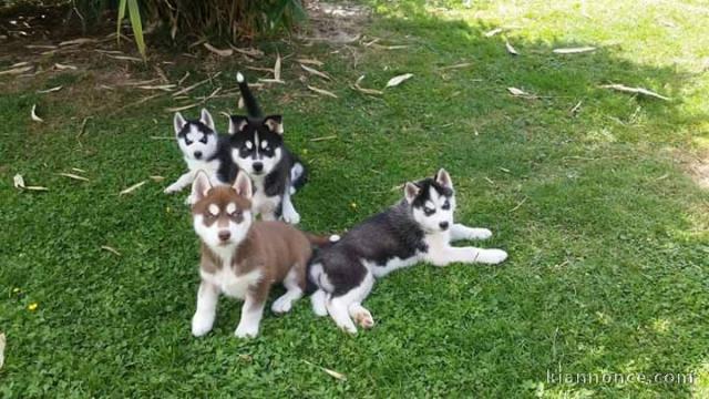 magnifique chiot husky disponible 