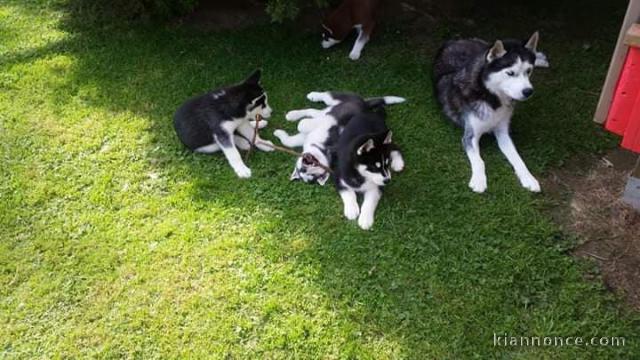 magnifique chiot husky disponible 