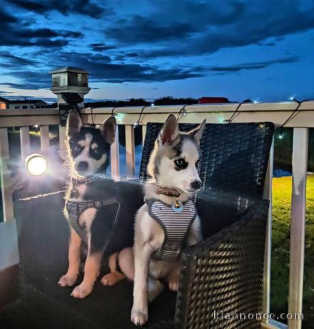 Nos merveilleux chiots Pomsky pour les fêtes