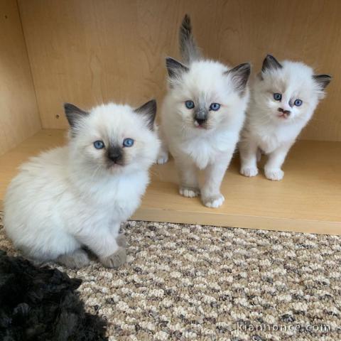 Magnifique chaton Ragdoll 