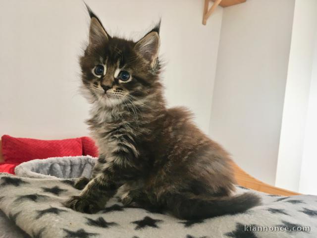 chaton maine coon non loof