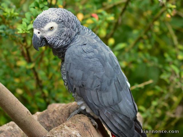 perroquet gris du gabon