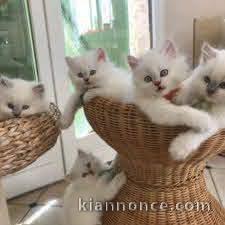   Magnifiques chatons british longhair a donner 