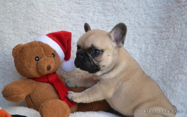 Adorable bouledogue français