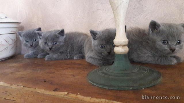 Jolie portees chatons chartreux pour noël