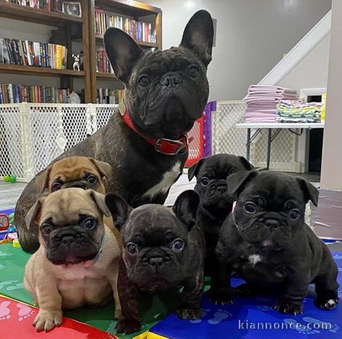 Superbes Chiots type Bouledogue Français