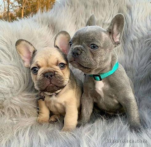 Superbes Chiots type Bouledogue Français