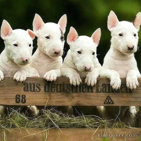 Magnifique chiots Bull Terrier