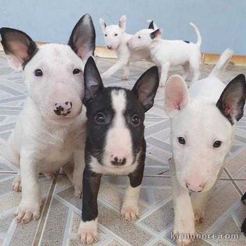 Magnifique chiots Bull Terrier