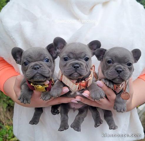 Superbes Chiots type Bouledogue Français