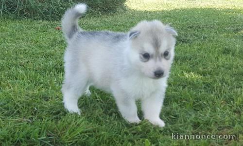 Pour Noel un Adorable chiot Husky de siberien