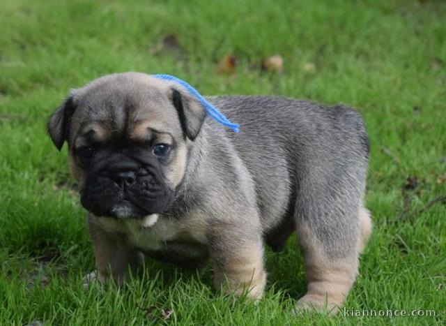 Pour Noel un Adorable chiot  Bulldog Anglais