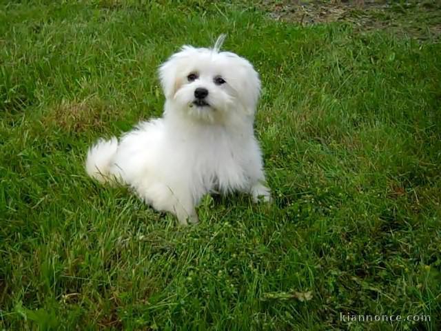 chiots havanese a donner