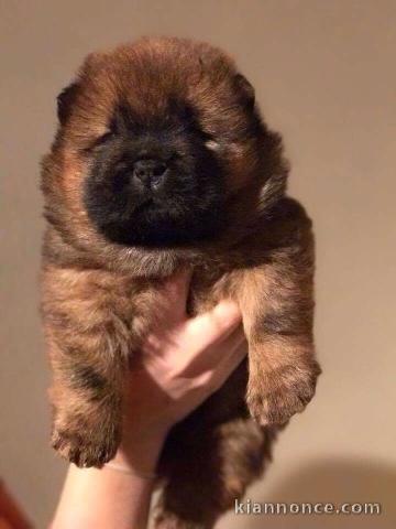 Magnifique Chiots chowchow a donner