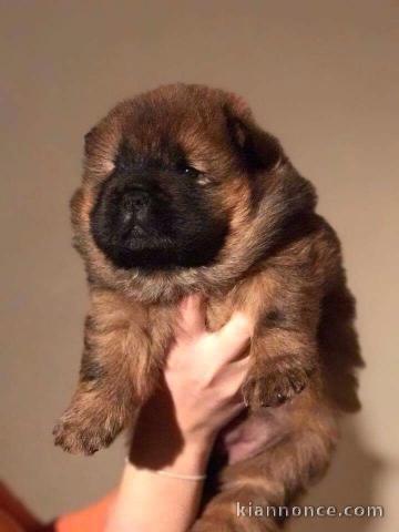 Magnifique Chiots chowchow a donner 