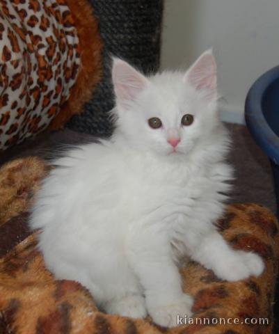 A donner Magnifiques chatons main coon