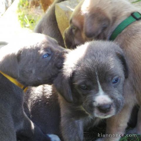 Magnifiques chiots cane corso a donner