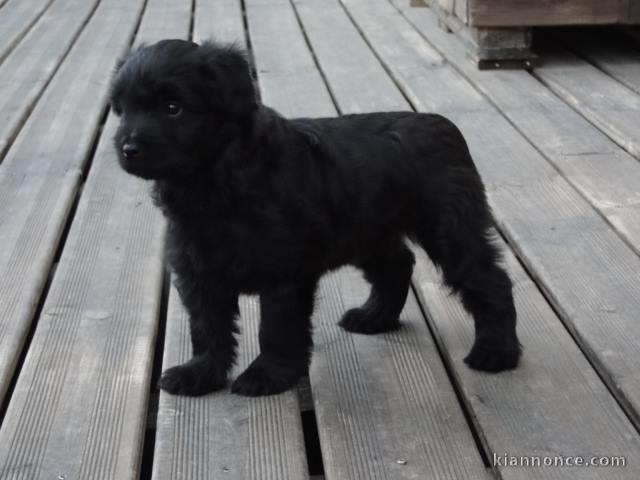 A donner chiots berger des Pyrénées