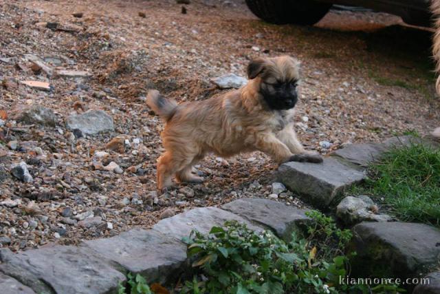 A donner chiots berger des Pyrénées