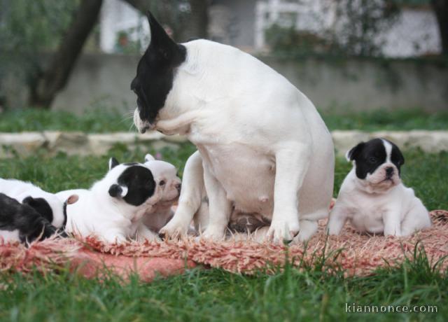 Magnifique chiot Bouledogue Français disponible 