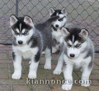 disponible de suite bb Husky de Sibérie.