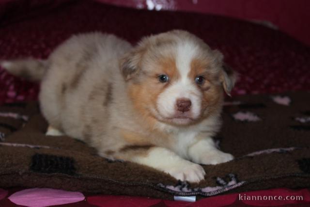  A donner Magnifique chiot Berger Australien 