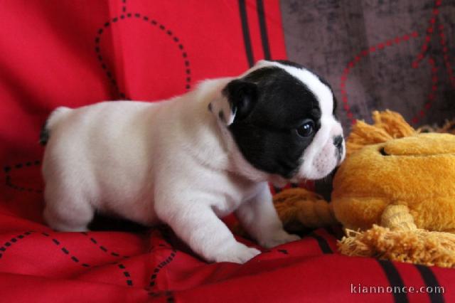  A donner très beau chiot Bouledogue Français pour noël