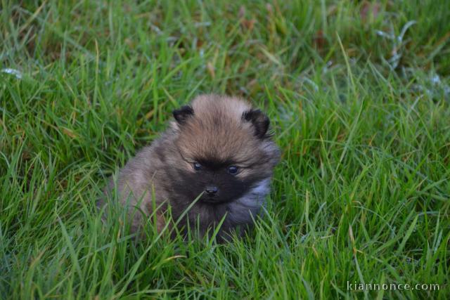 A DONNER Jolie chiot Spitz Allemand Femelle Naine 