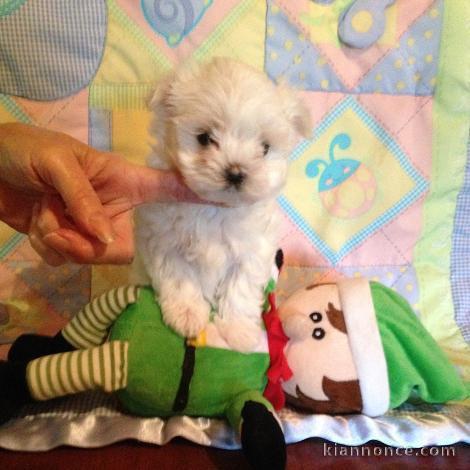  A DONNER Mini chiot type bichon maltais femelle