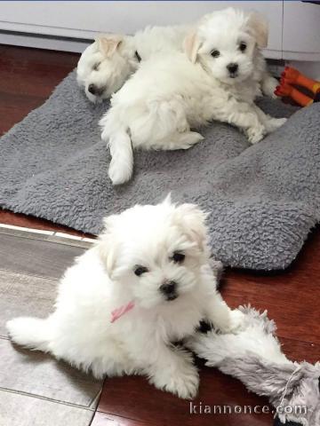 magnifique chiots bichon maltese 