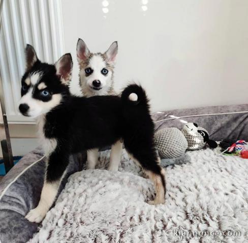 Nos merveilleux chiots Pomsky pour les fêtes