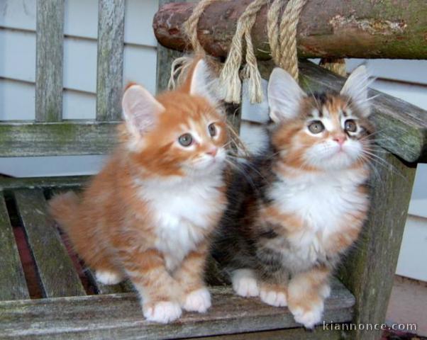 Magnifique chaton main coon