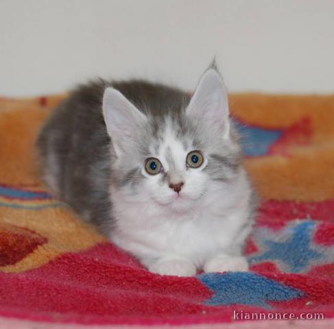 Magnifique chaton main coon à donner