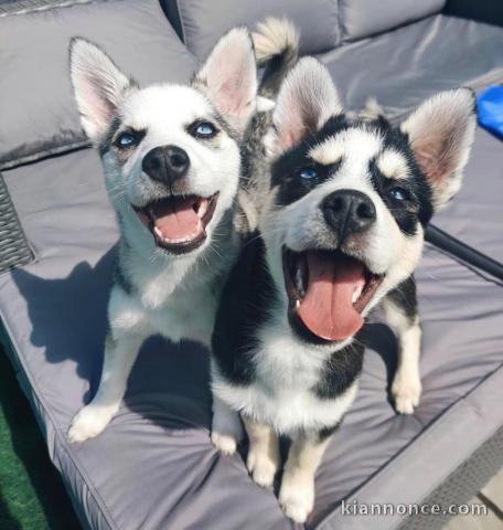 Nos merveilleux chiots Pomsky pour les fêtes