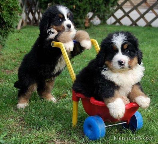 Magnifiques Chiots Bouvier bernois