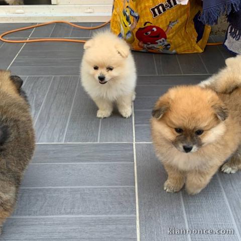 Deux chiots sptz nain mâle et femelle a donner