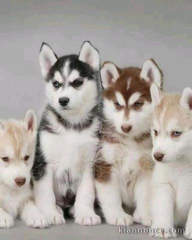 Magnifique chiots Husky Sibérien LOF