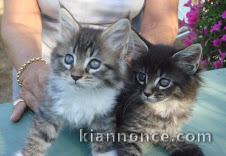 magnifique chatons maine coon a donner