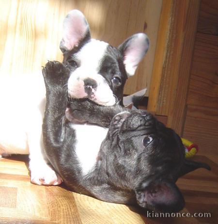 Chiots Bouledogue Français disponible .