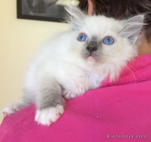 Magnifique chaton Ragdoll a donner