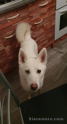 husky de siberie de 1 ans