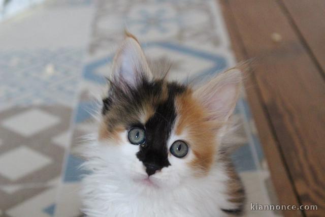 Magnifique chaton main coon à donner