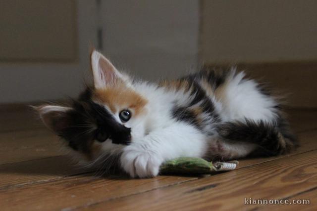 Magnifique chaton main coon à donner